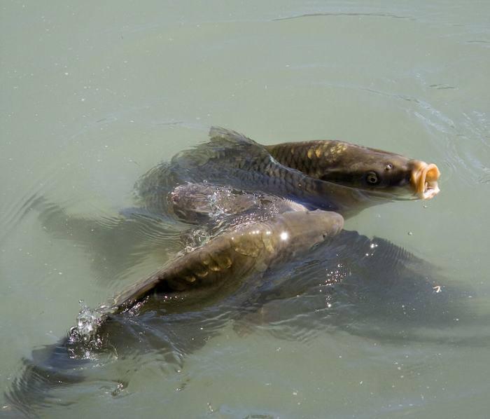 ::::::::- LIKE -:::::: - 9471295401159893575071201552948n.jpg